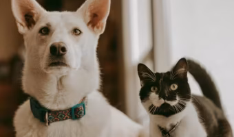 chien et chat.jpg